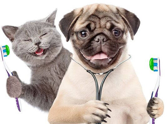 Kedi ve Köpeklerde Ağız – Diş Sağlığı